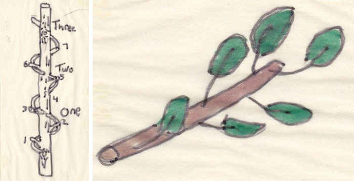 Листья на ветках деревьев располагаются в виде повторяющейся спирали
