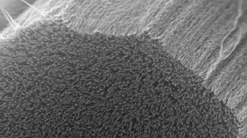 Нанотрубки самостоятельно собираются в плотные структуры, напоминающие микроскопические ворсистые ковры
