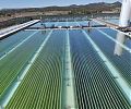 Колорадо выращивает водоросли для биотоплива
